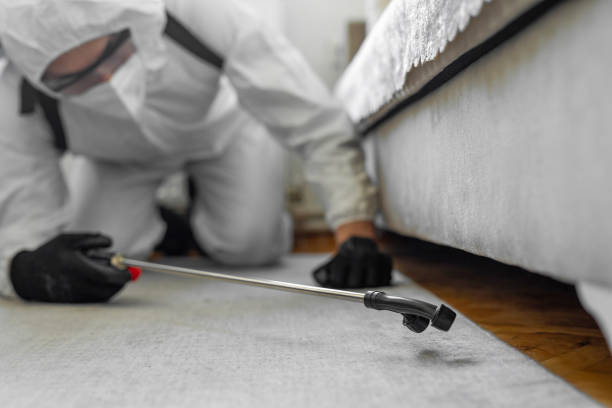Professional Bed Bug Control technician working in Lincoln Park, CO